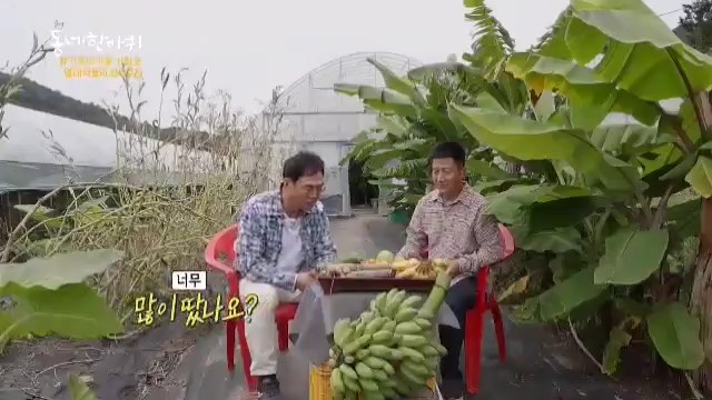 하우스 안에서 바나나를 시식하는 장면